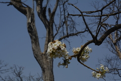 Radermachera xylocarpa