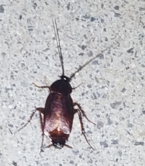 Blatta orientalis
