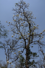 Radermachera xylocarpa
