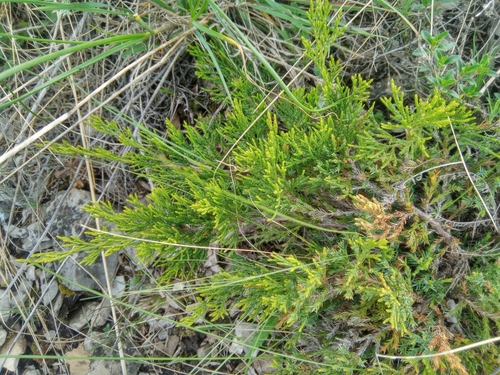 Image of Juniperus sabina by (c) Полина Полежанкина, some rights reserved (CC BY)