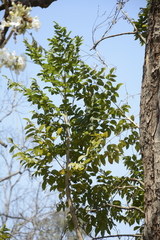 Radermachera xylocarpa