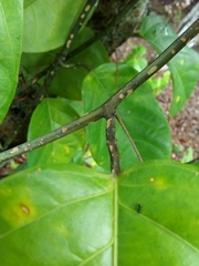 Passiflora ambigua