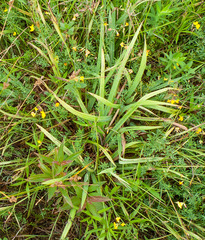 Carex granularis