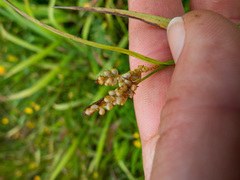 Carex granularis