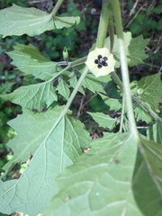 Physalis grisea