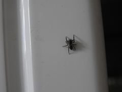 Salticidae