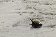 Phrynops williamsi