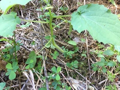 Physalis grisea