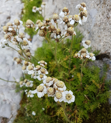 Achillea atrata