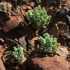 Albuca concordiana
