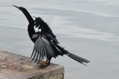 Anhinga anhinga