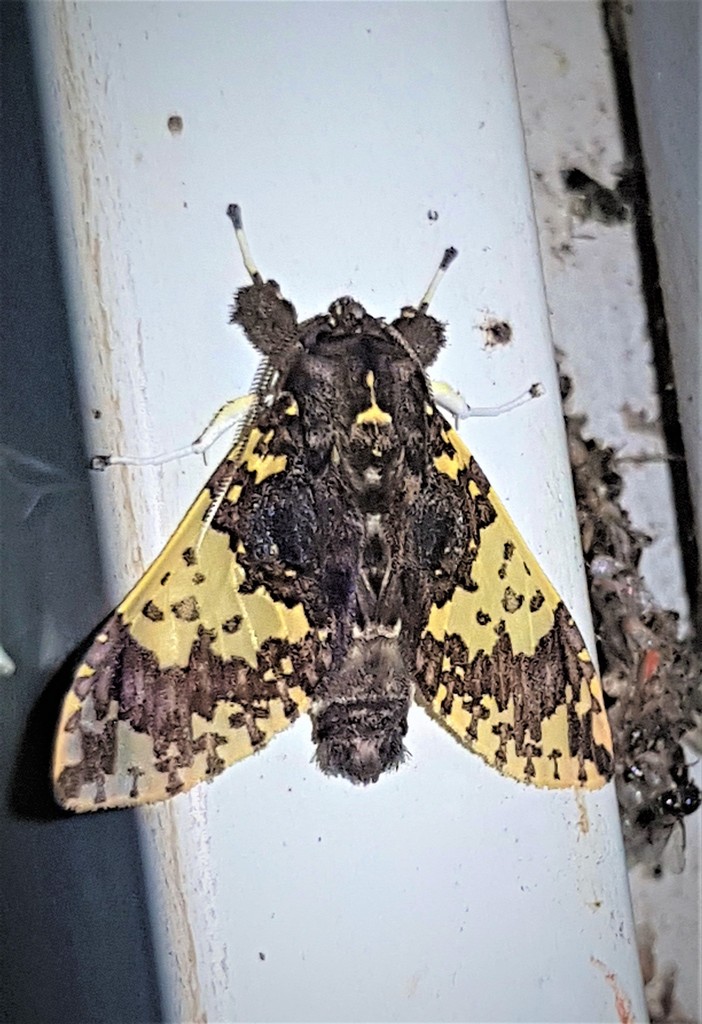 Amaxia reticulata