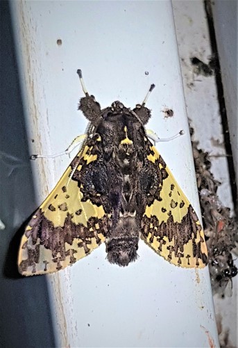Amaxia reticulata