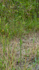 Linum medium texanum