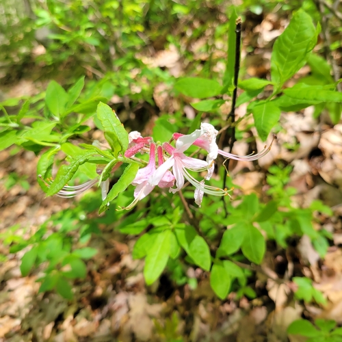 Image of Rhododendron periclymenoides by (c) Lindsay, some rights reserved (CC BY)