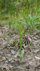 Linum medium texanum