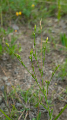 Linum medium texanum