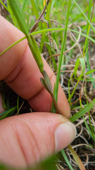 Linum medium texanum