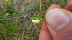 Linum medium texanum