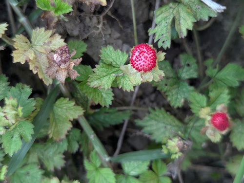 Lesser Mock-strawberry