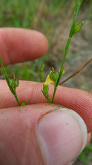 Linum medium texanum