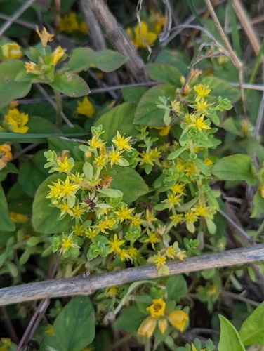 bulbose stonecrop