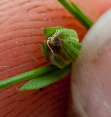 Linum medium texanum