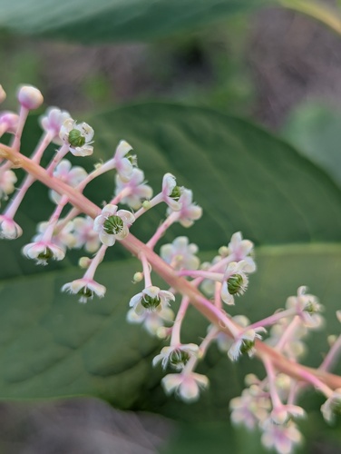 American pokeweed