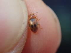 Coccidula scutellata