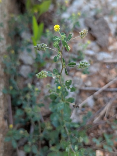 Black Medick