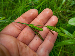 Carex granularis