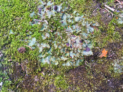 Solorina crocea