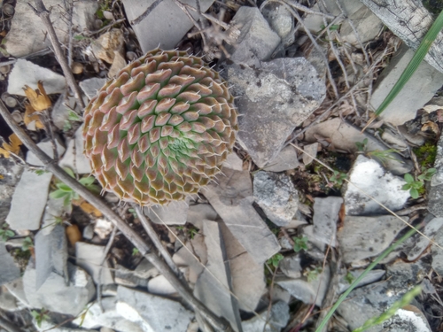 Orostachys spinosa