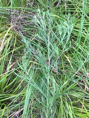 Eupatorium × pinnatifidum