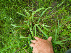 Carex granularis