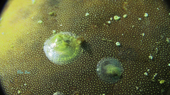 Heteranomia squamula