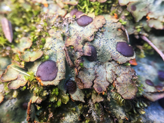 Solorina crocea