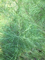 Eupatorium × pinnatifidum