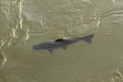 Steindachneridion melanodermatum