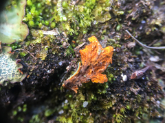 Solorina crocea