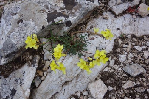 Image of Brassica repanda by (c) Clément Maouche, some rights reserved (CC BY)