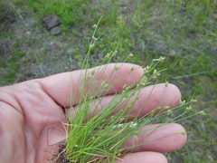 Isolepis pseudosetacea