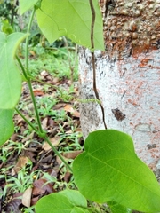 Passiflora menispermifolia