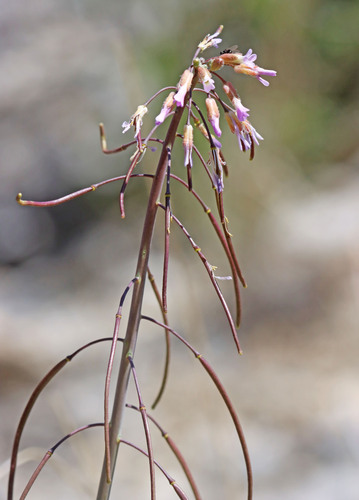 Boechera harrisonii