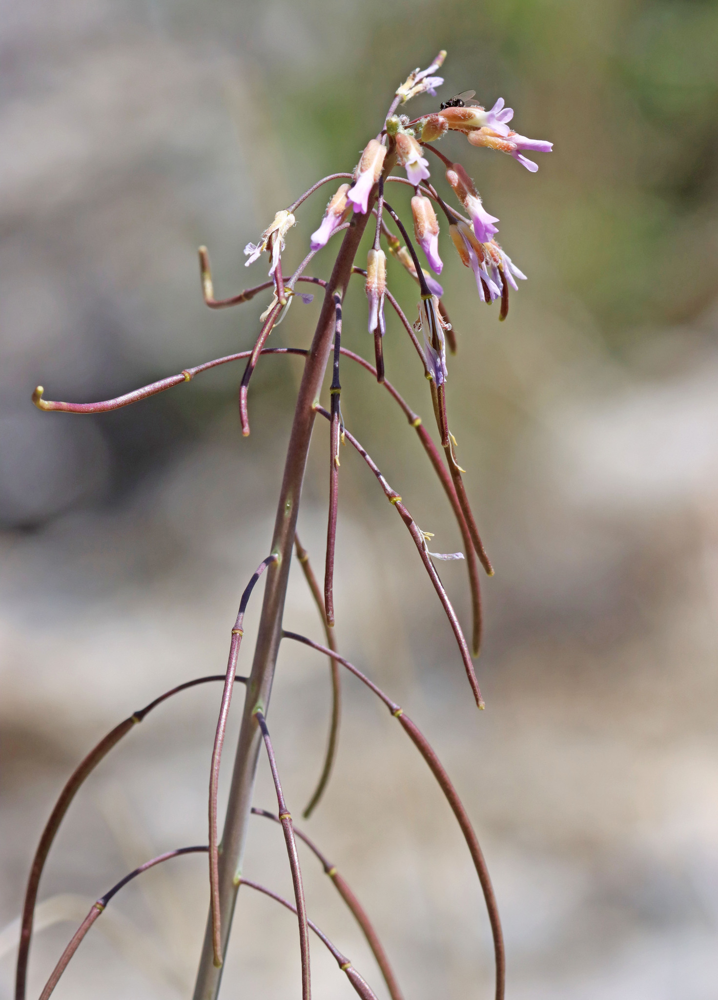 Boechera harrisonii