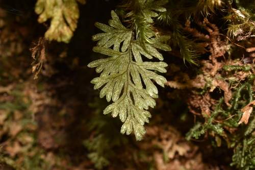 Hymenophyllum ferrugineum observed 2025-03-28