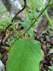 Passiflora menispermifolia
