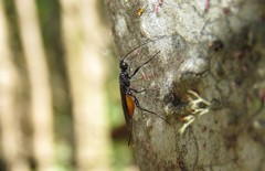 Doryctes leucogaster