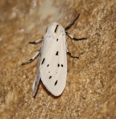 Ectypia bivittata