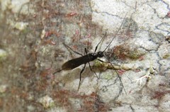 Doryctes leucogaster